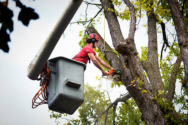 Best Stump Grinding and Removal  in Electra, TX